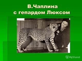 Память зверя - Чаплина Вера